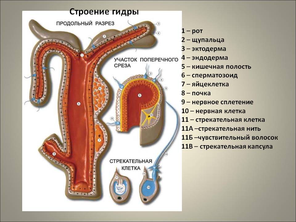 Главная страница кракен